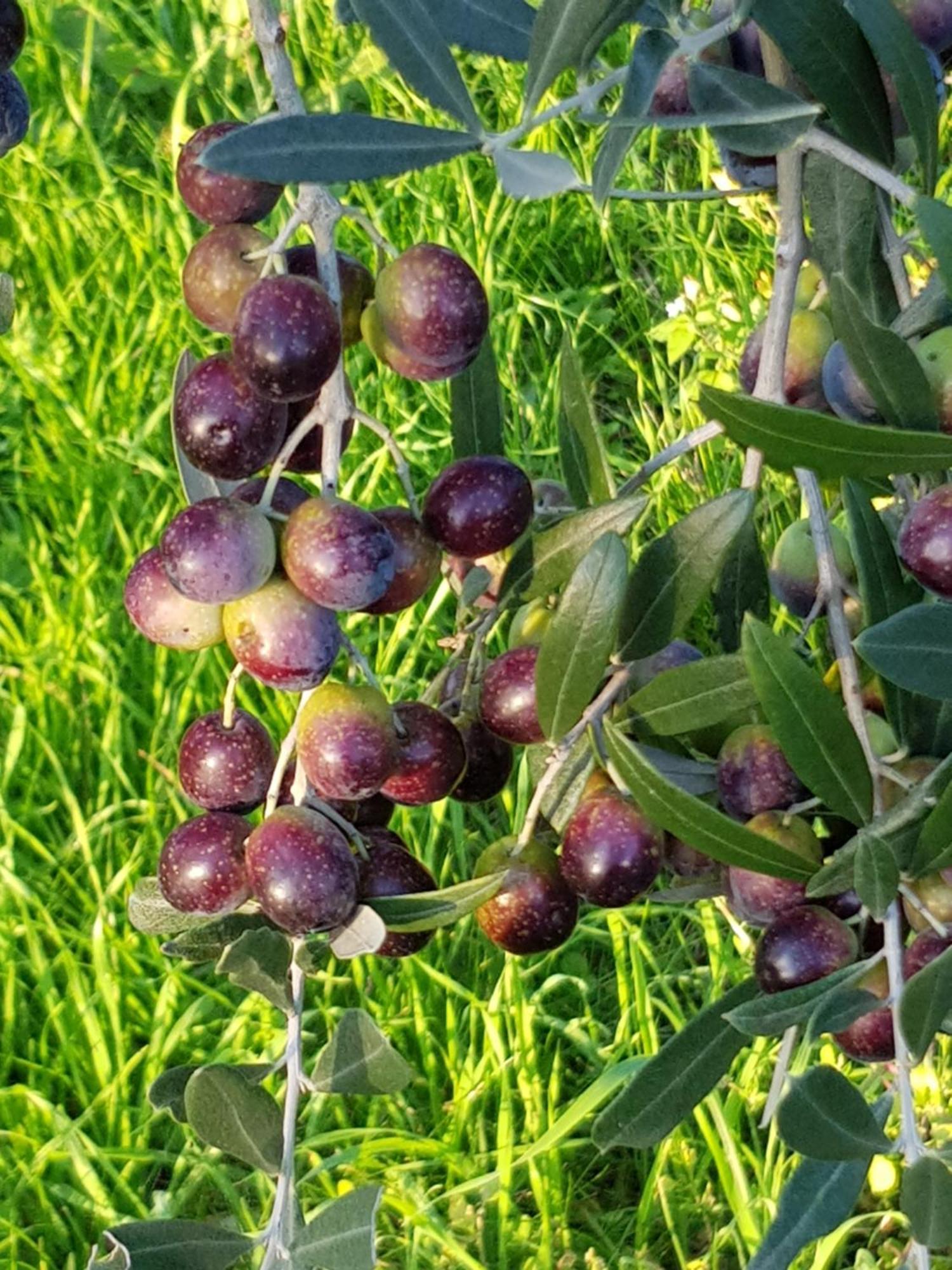 Podere Casalone Vakantieboerderij *